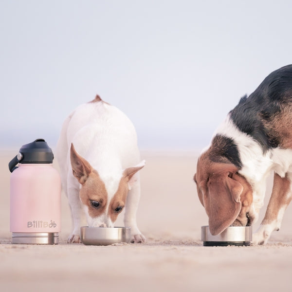 Adventure Dog Water Bottle