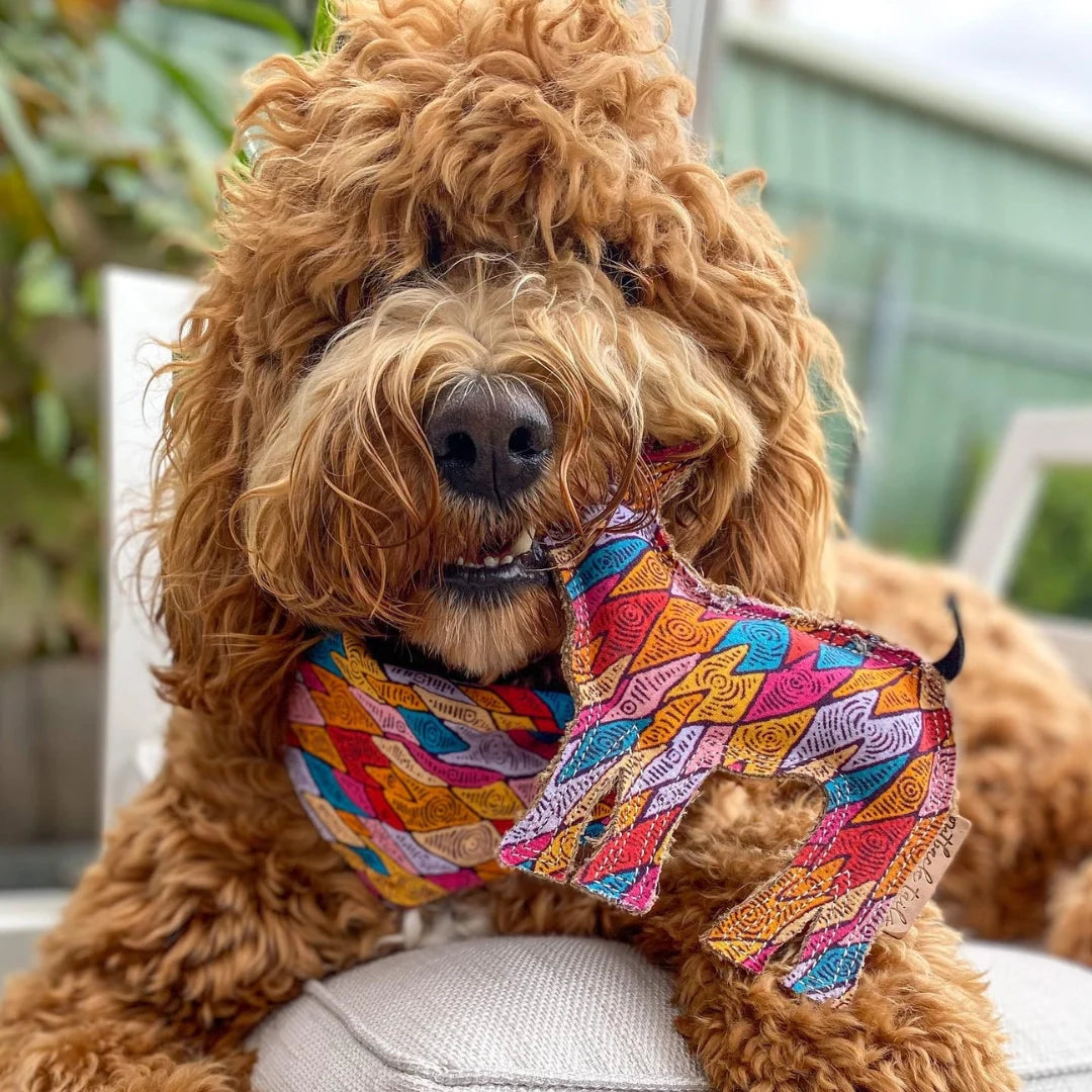 Ben the Desert Dog