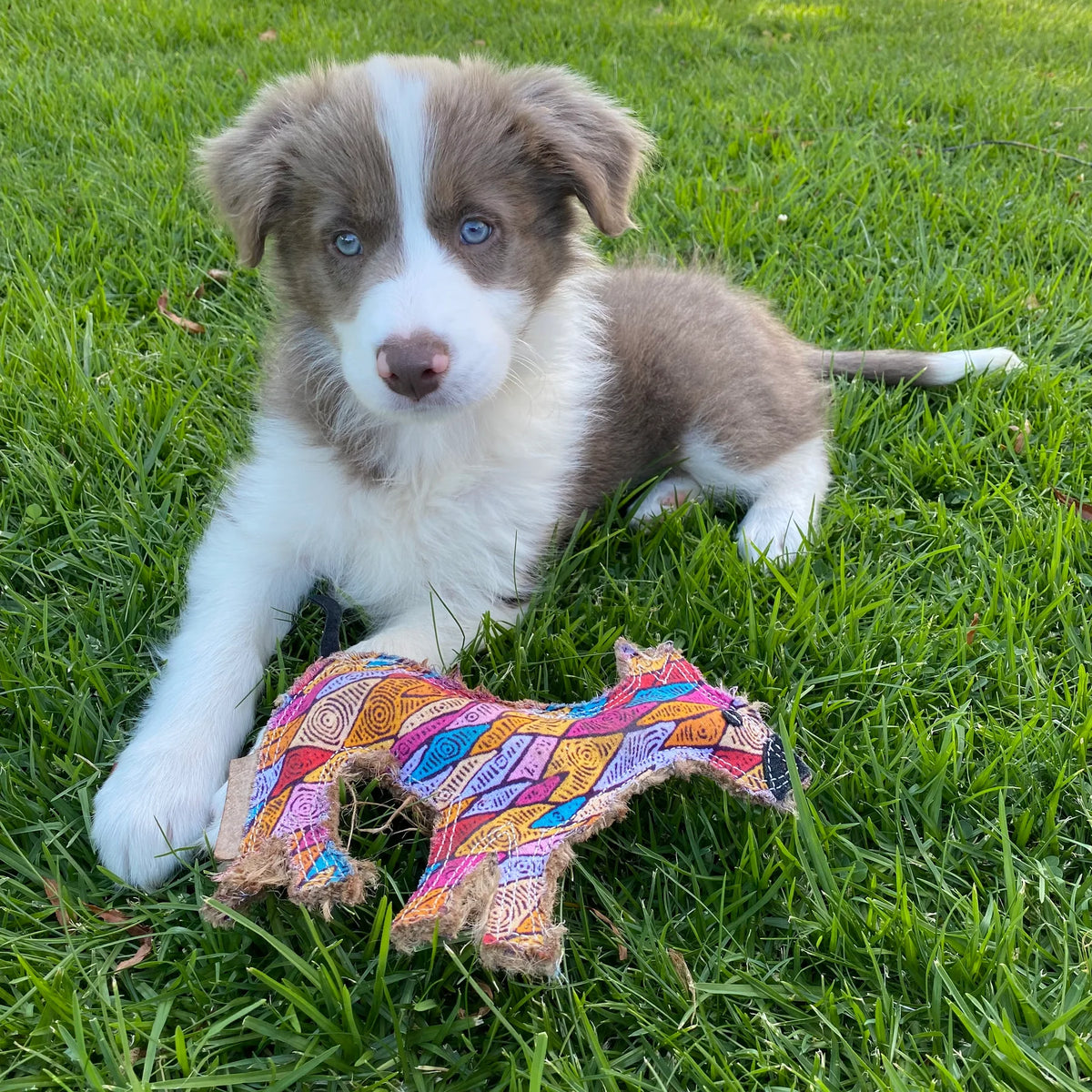Ben the Desert Dog