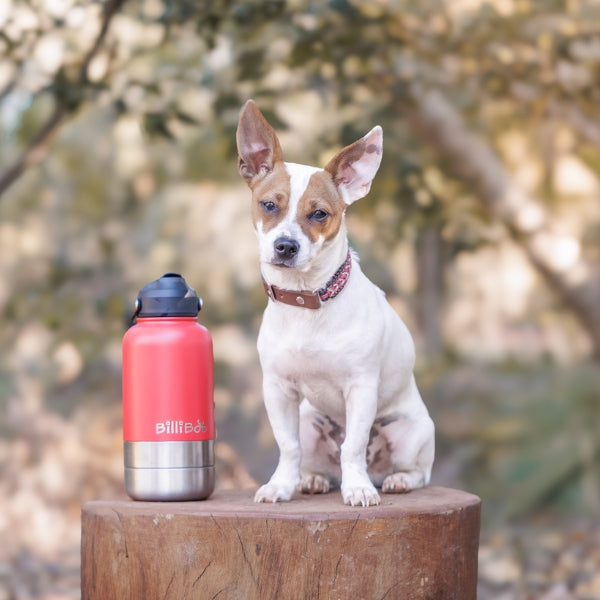 Adventure Dog Water Bottle