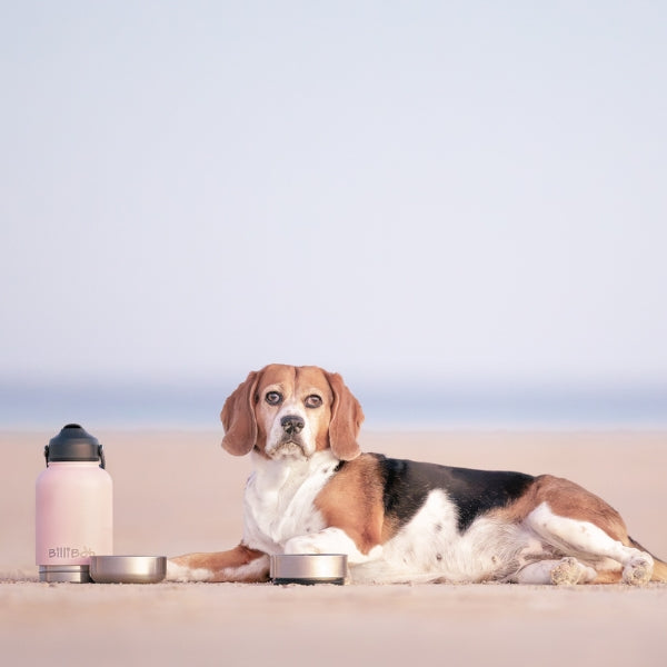 Adventure Dog Water Bottle
