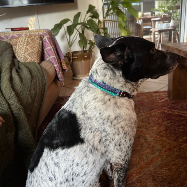 A black and white spotted dog wearing a turquoise and purple patterned collar, sitting in a cozy living room setting.