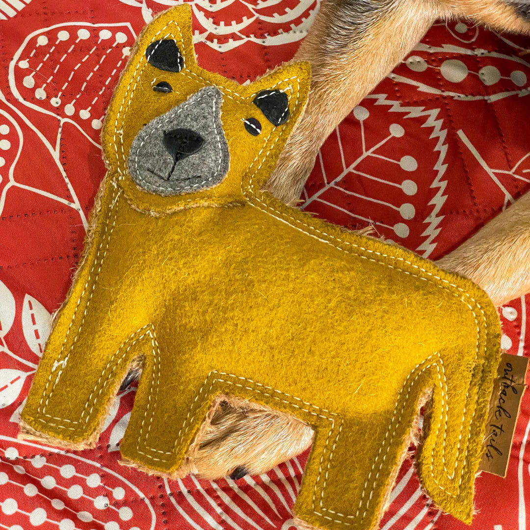 Darren the Dingo