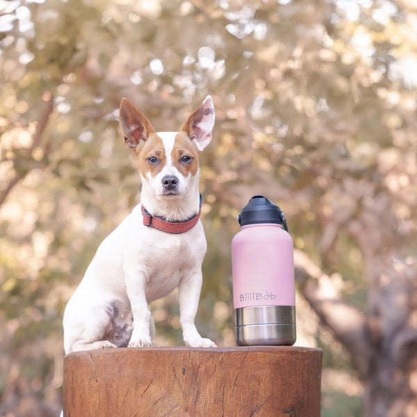 Adventure Dog Water Bottle