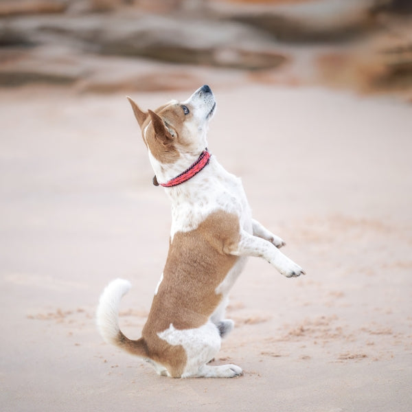 A small brown and white dog stands on its hind legs on a sandy beach, wearing a red collar and looking upward.