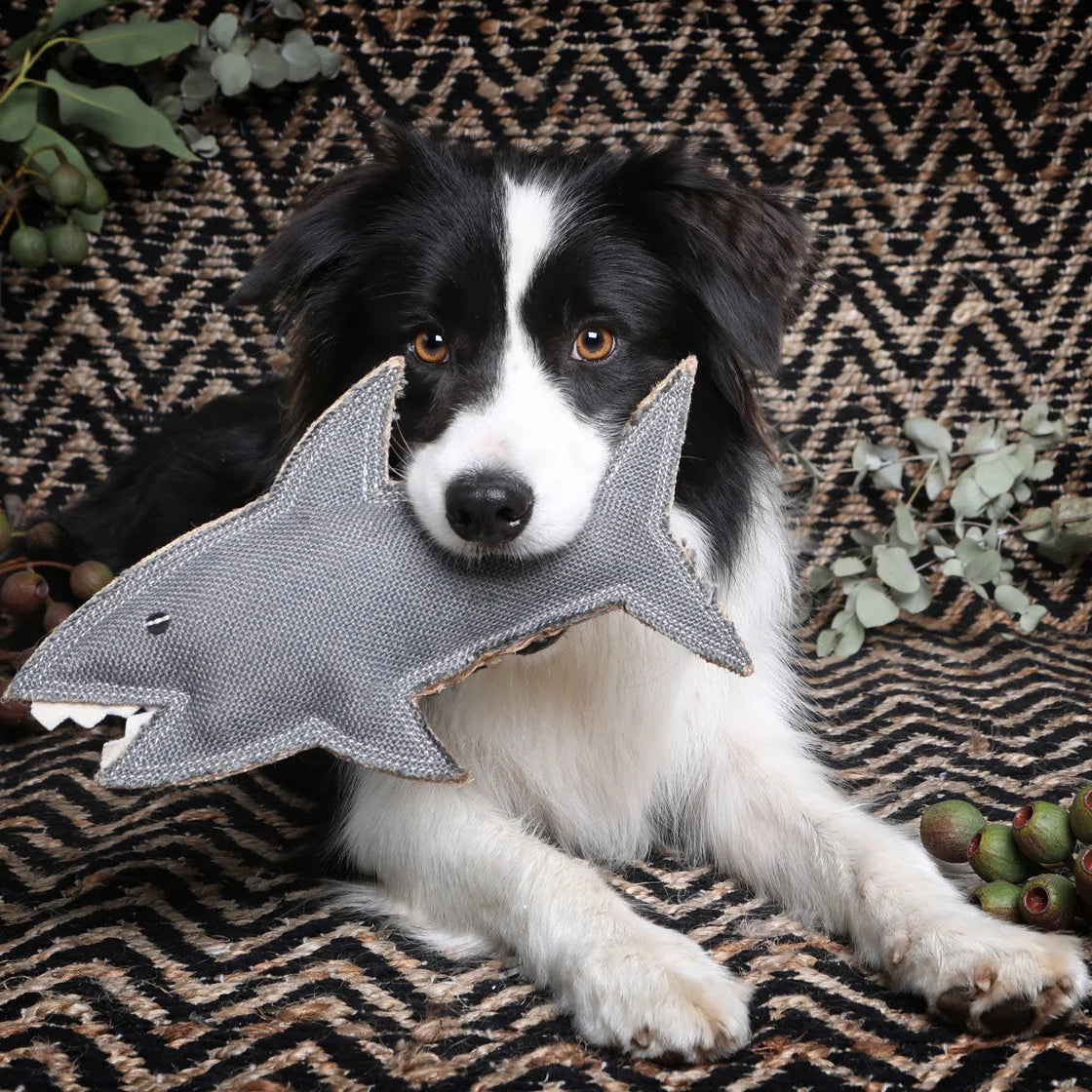 Dog playing with a shark-shaped toy on a patterned rug