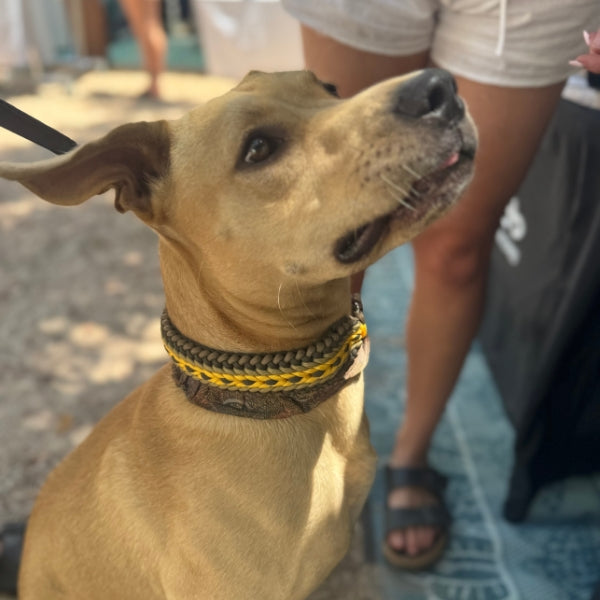 A tan dog wearing a braided collar in brown, black, and yellow, sitting outdoors with a person standing in the background.