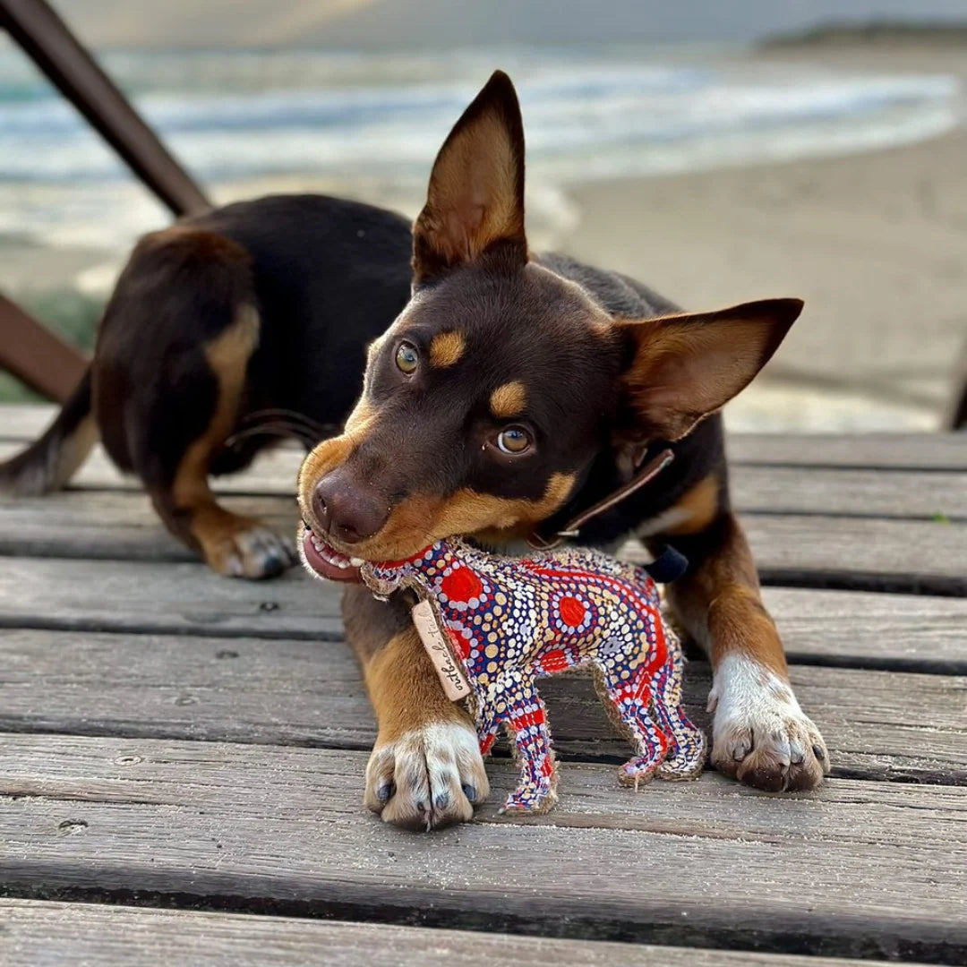 Trevor the Desert Dog